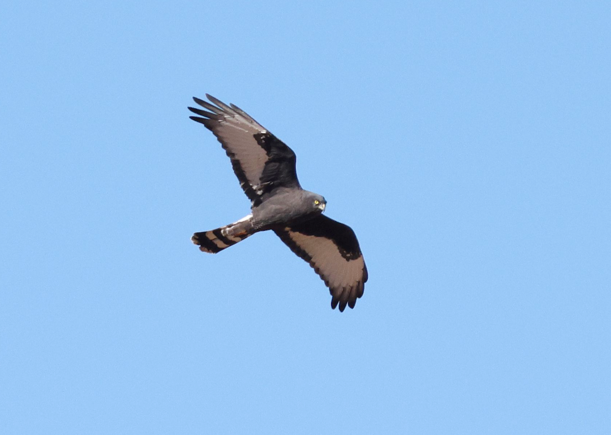 Black Harrier - Zoë Lunau