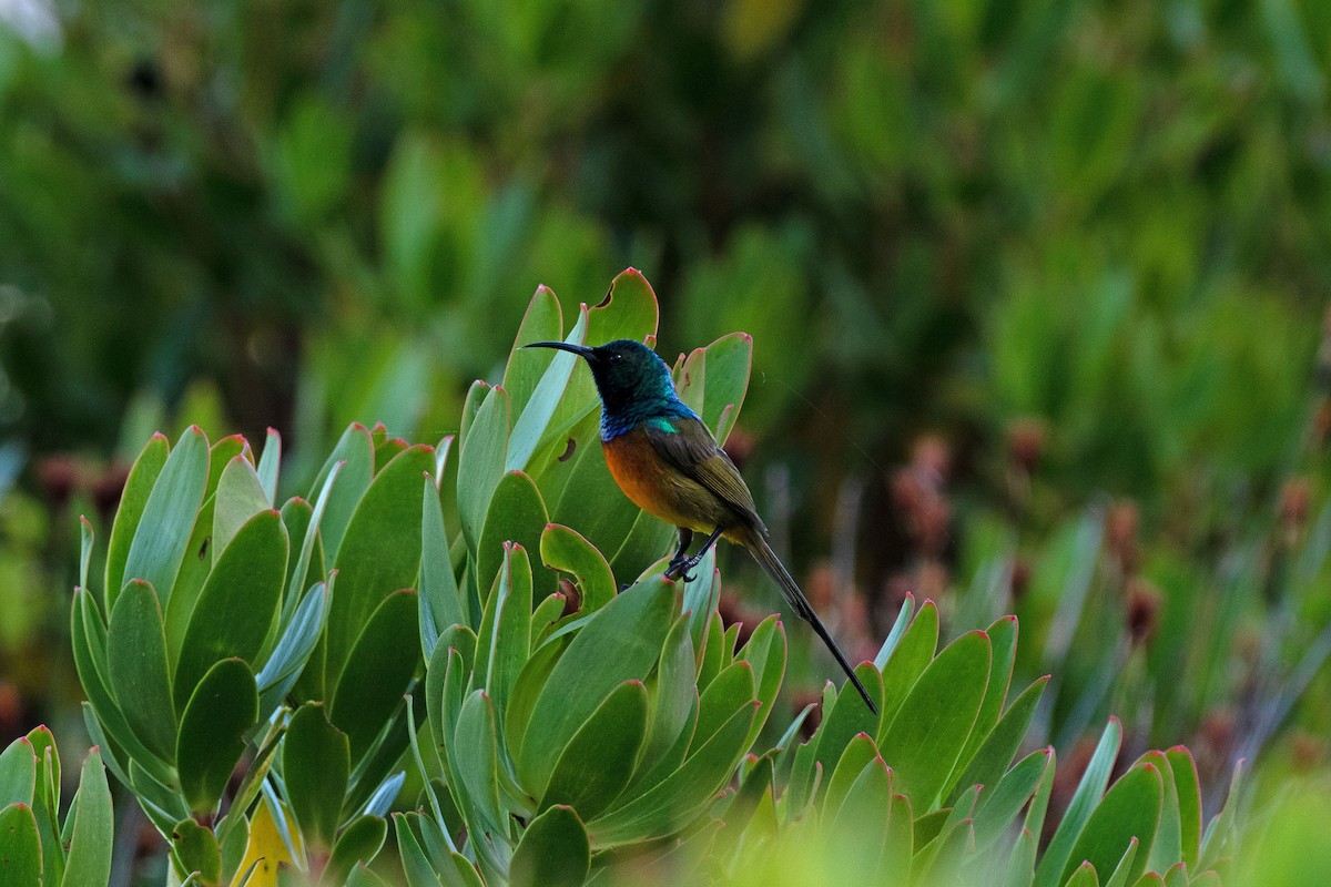 Orange-breasted Sunbird - ML618805221
