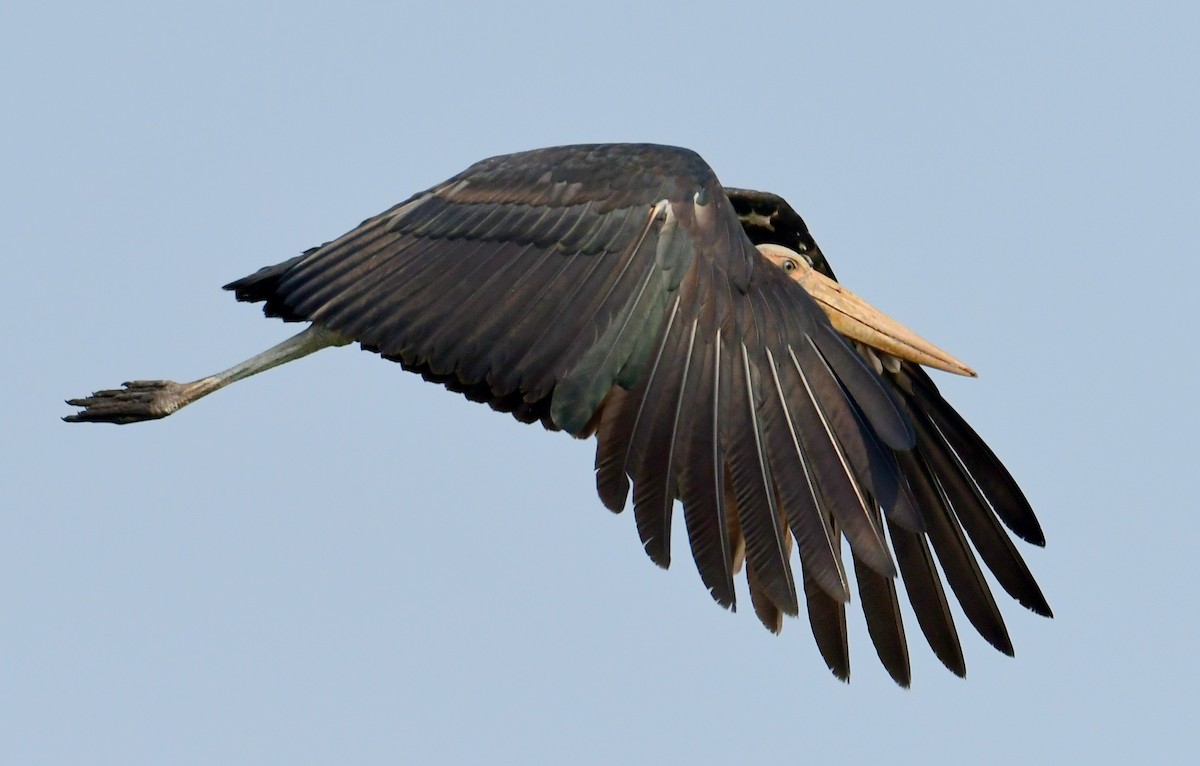 Küçük Marabu - ML618805223