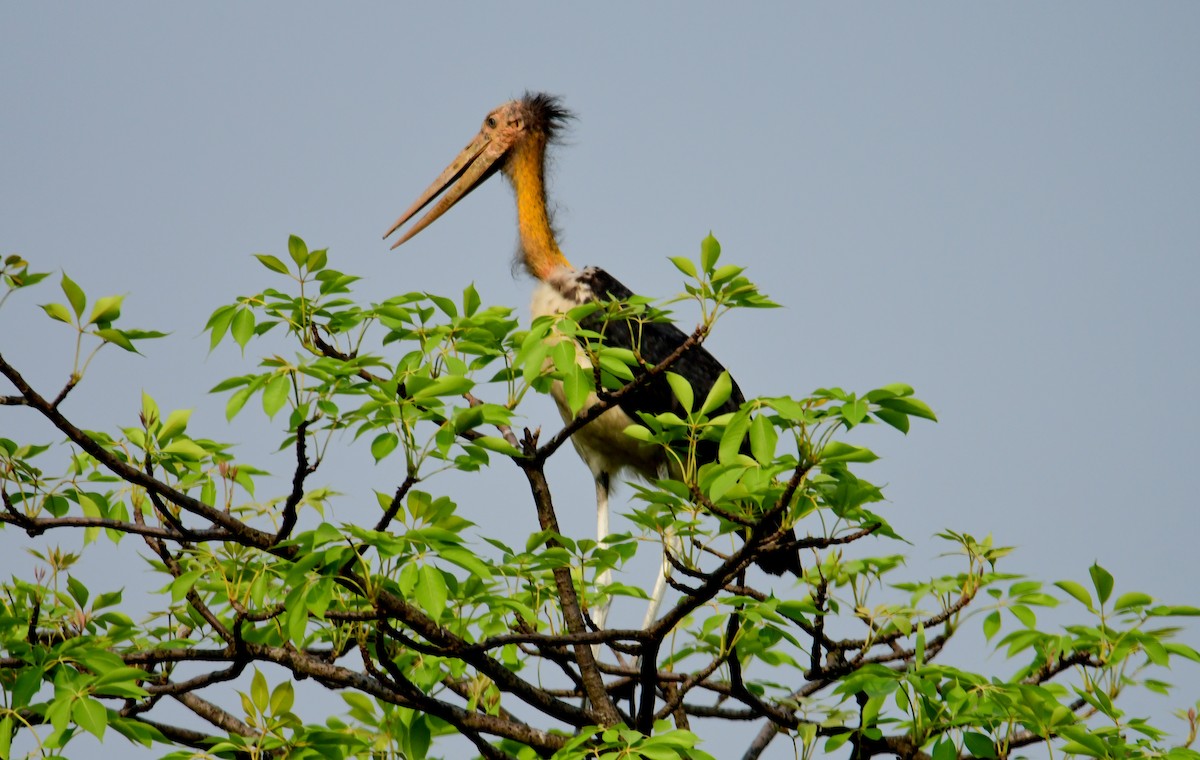 Küçük Marabu - ML618805231