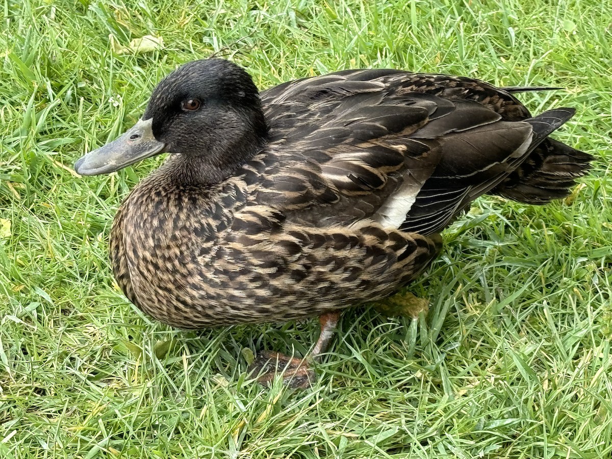 Mallard - ML618805236