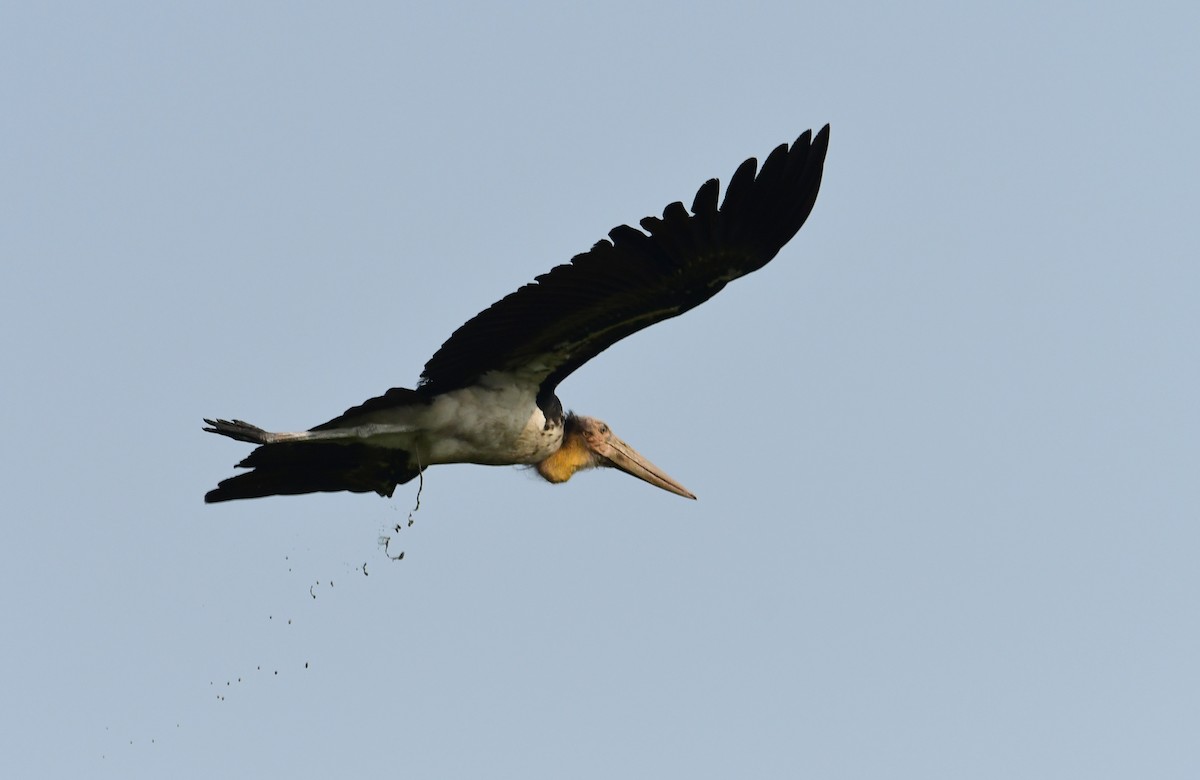 Küçük Marabu - ML618805238