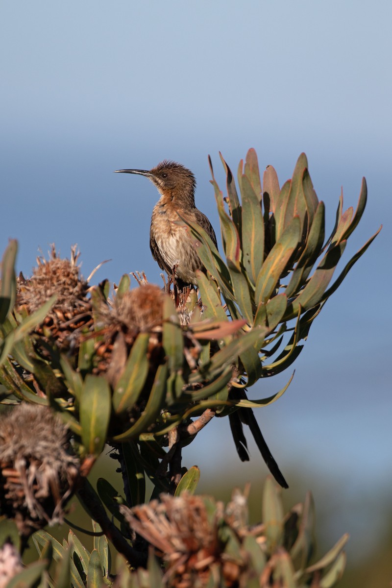 Cape Sugarbird - ML618805239