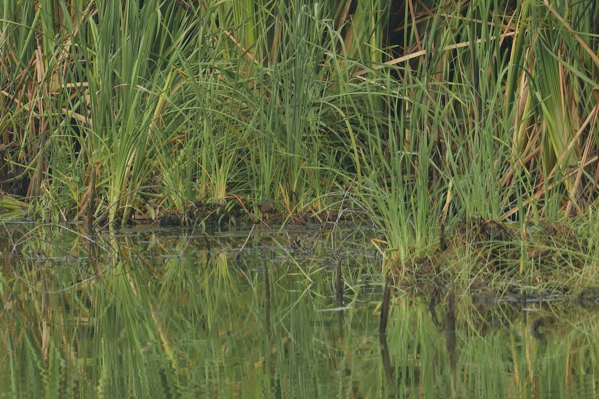 Ruddy-breasted Crake - ML618805242