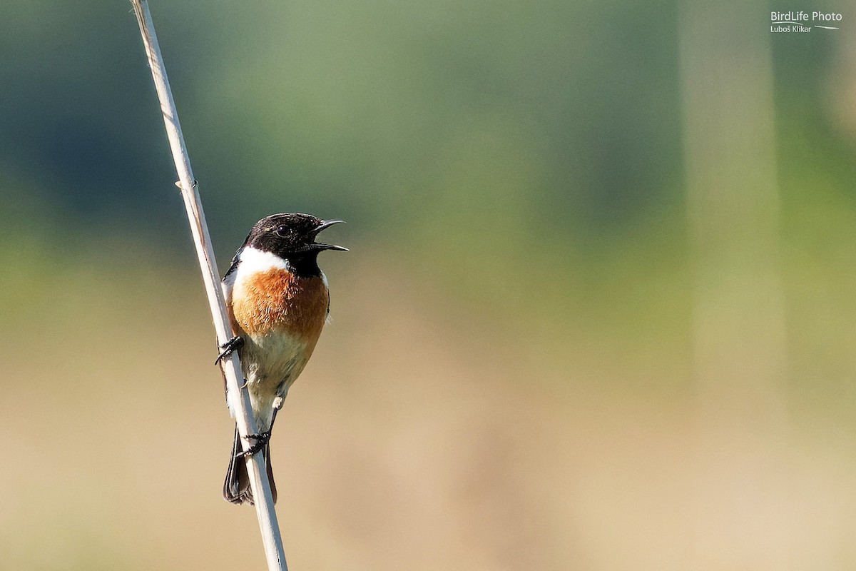 European Stonechat - Luboš Klikar