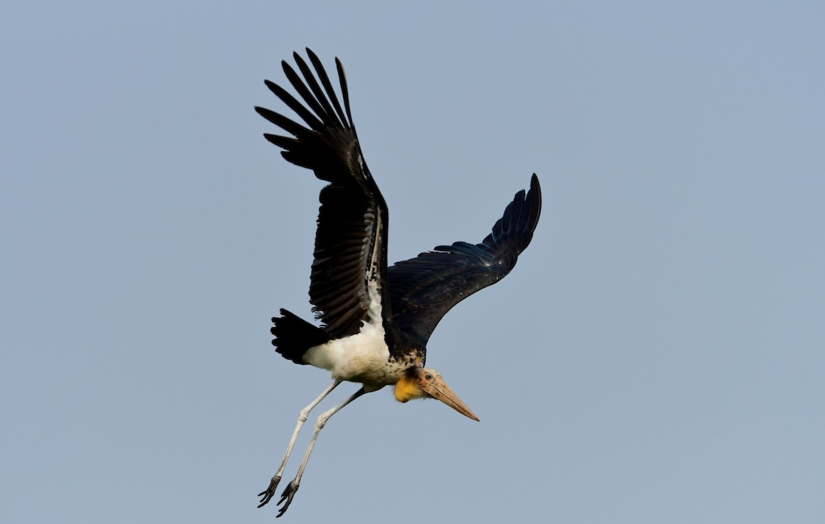 Küçük Marabu - ML618805244