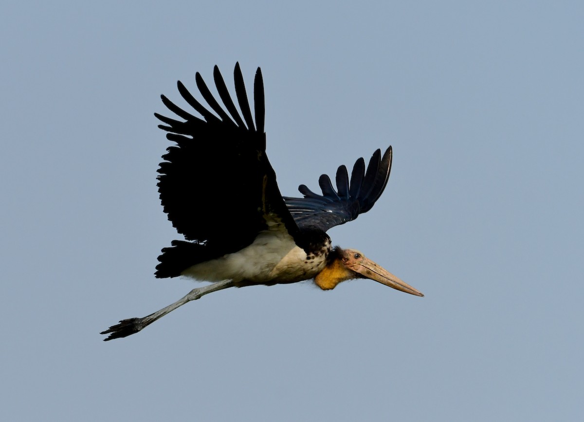 Küçük Marabu - ML618805249