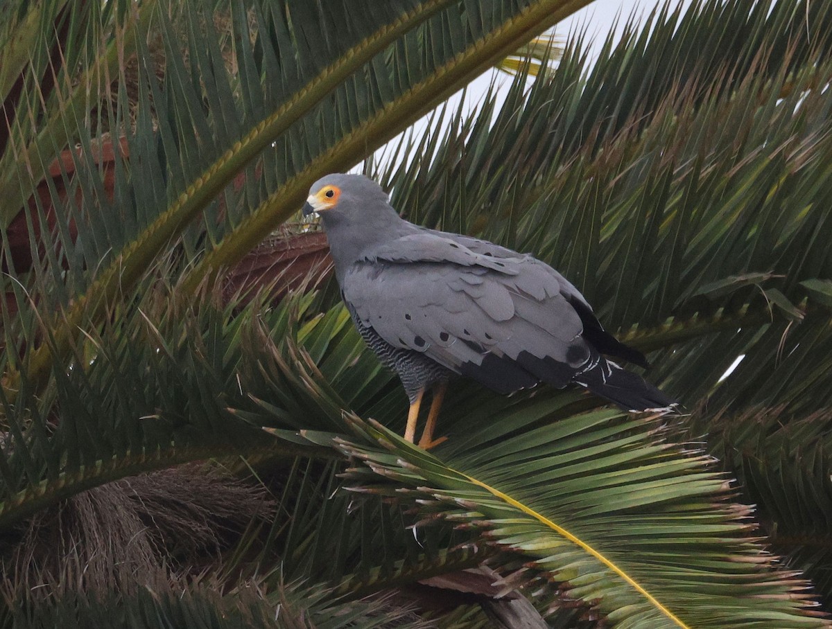 African Harrier-Hawk - Zoë Lunau