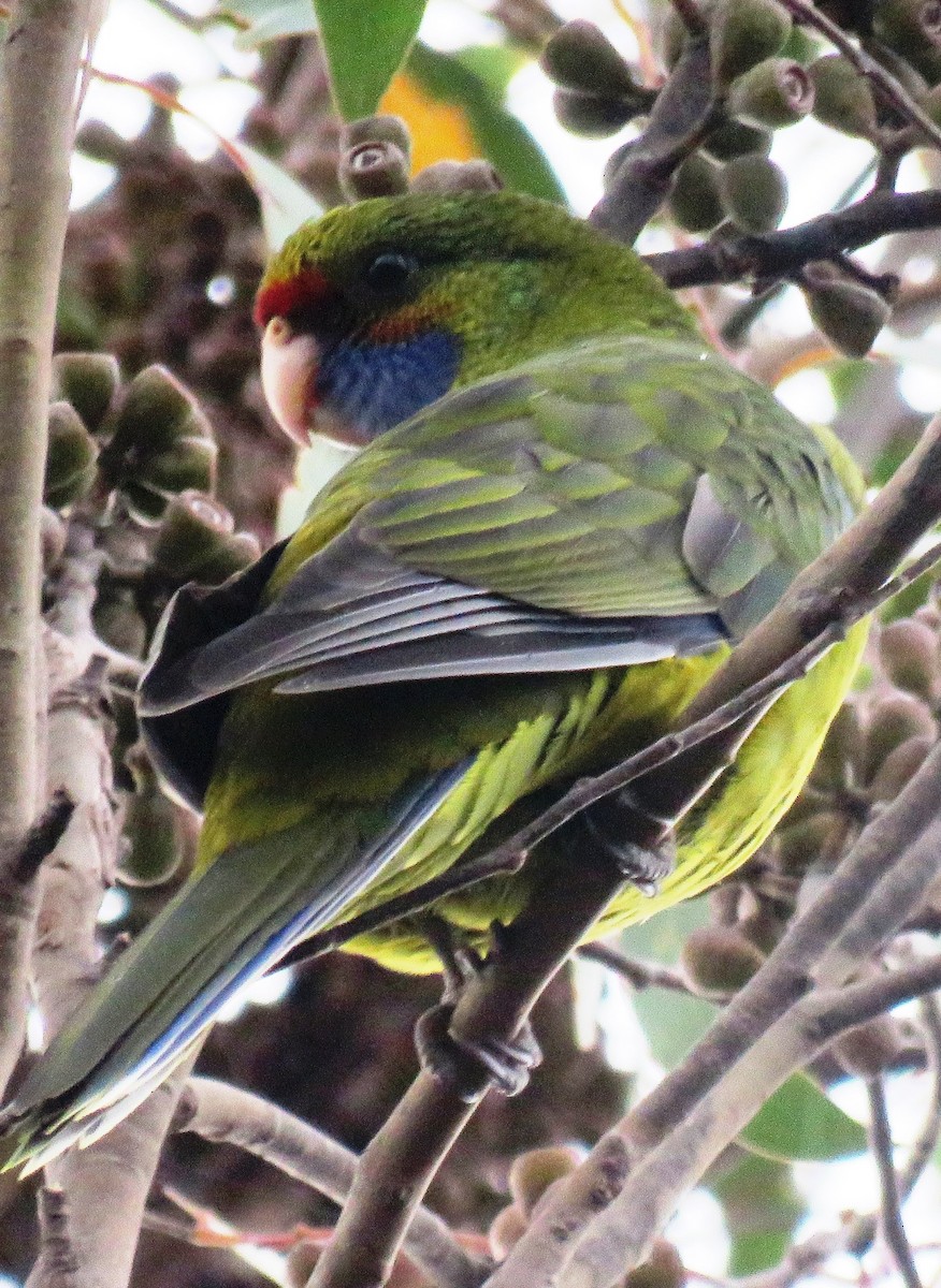 Green Rosella - ML618805274