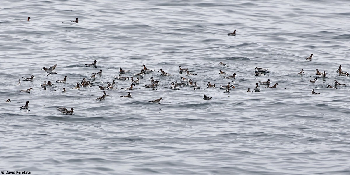 Red-necked Phalarope - David Pereksta