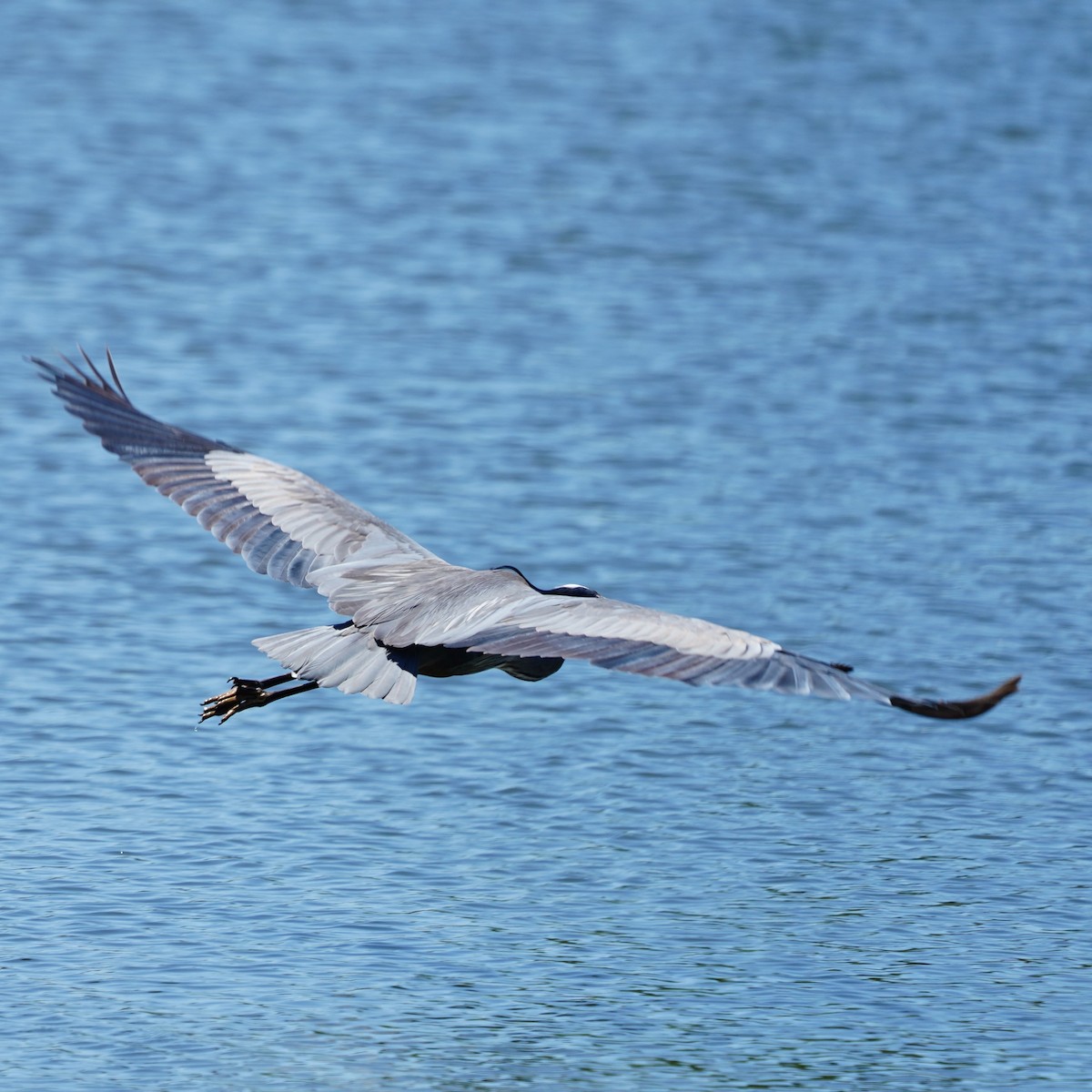 Great Blue Heron - mang mike