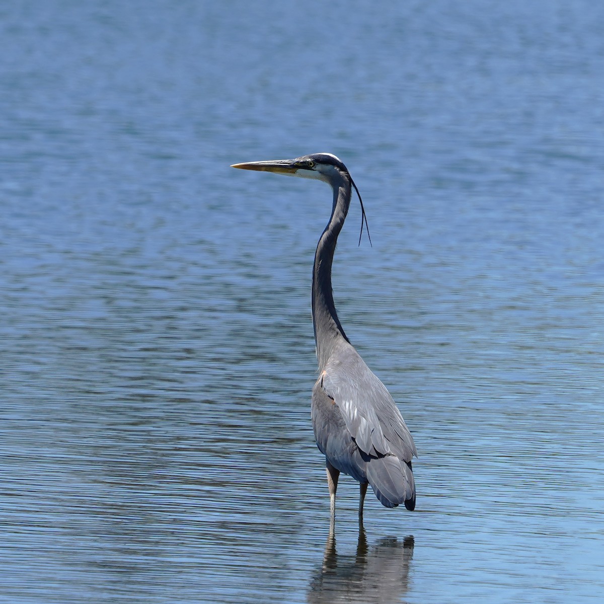 Great Blue Heron - mang mike