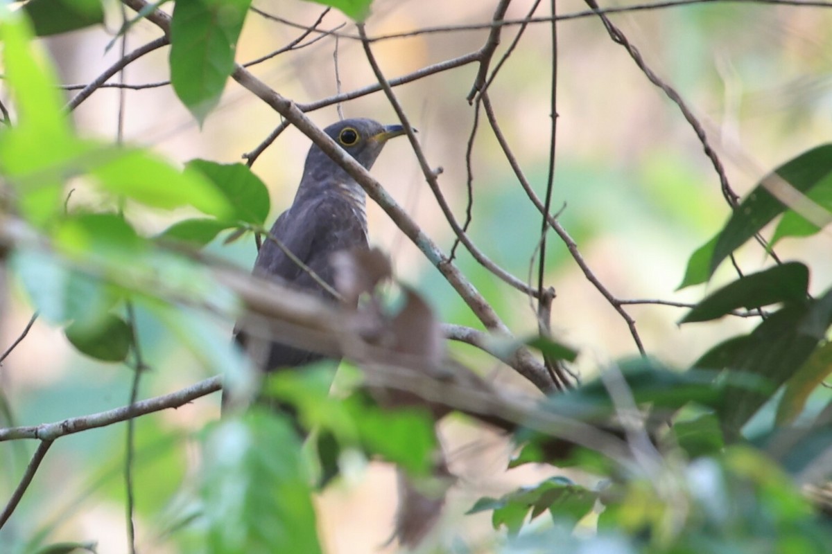 Indian Cuckoo - Gannu 03