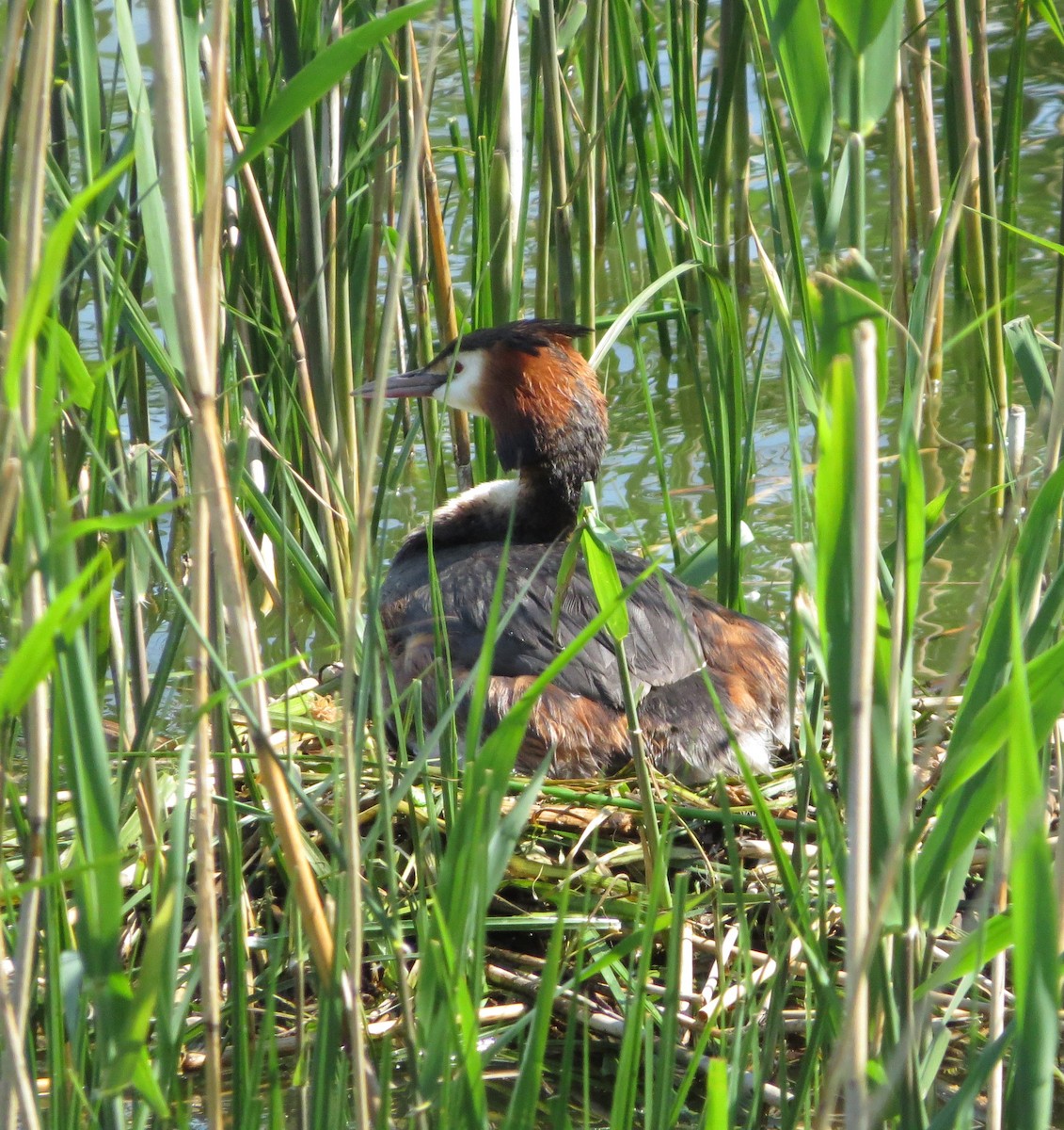 Great Crested Grebe - Joe Sebastiani