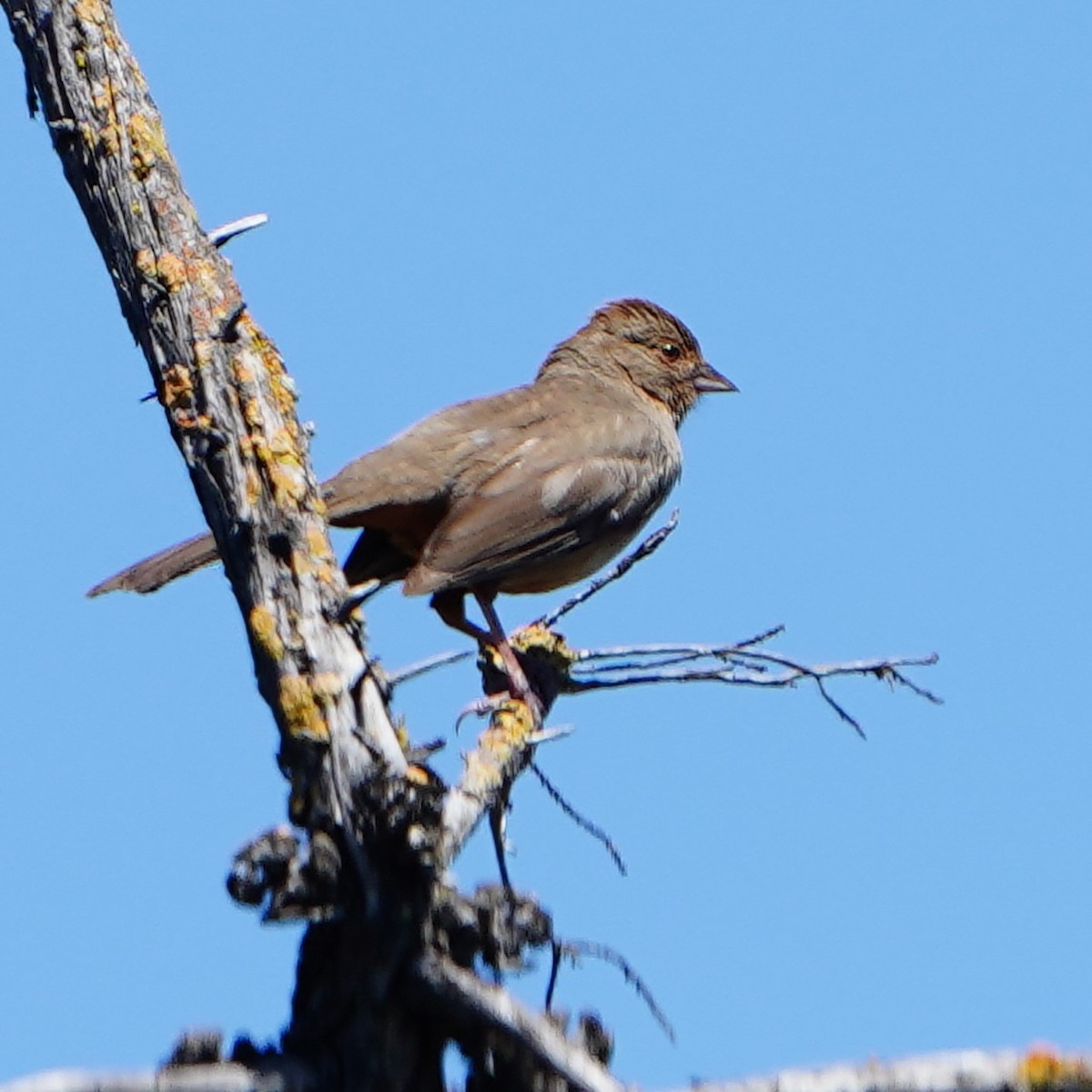 California Towhee - mang mike