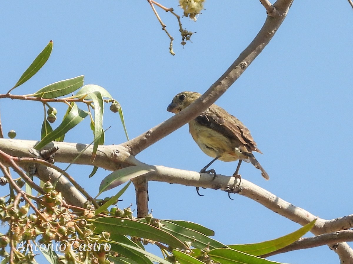 Cinnamon-rumped Seedeater - Juan Antonio Castro Peralta