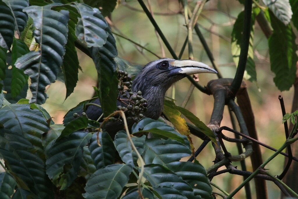 Malabar Gray Hornbill - Gannu 03
