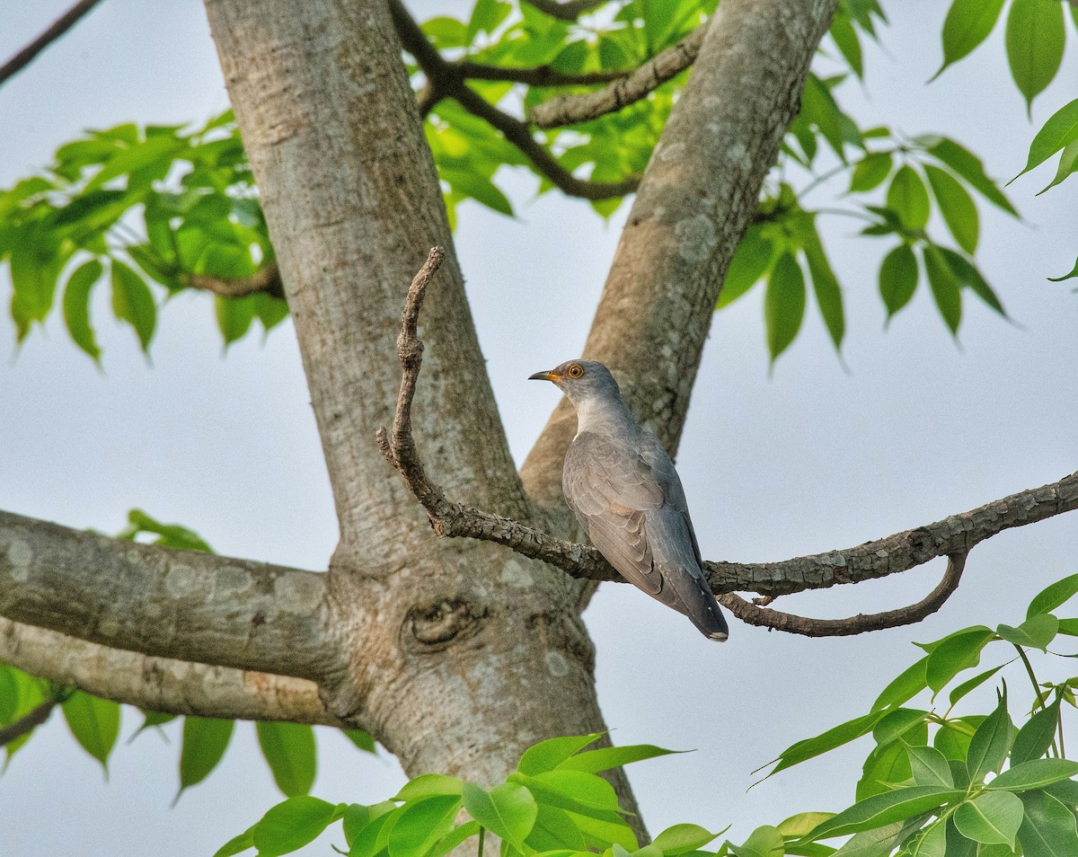 Common Cuckoo - ML618805355