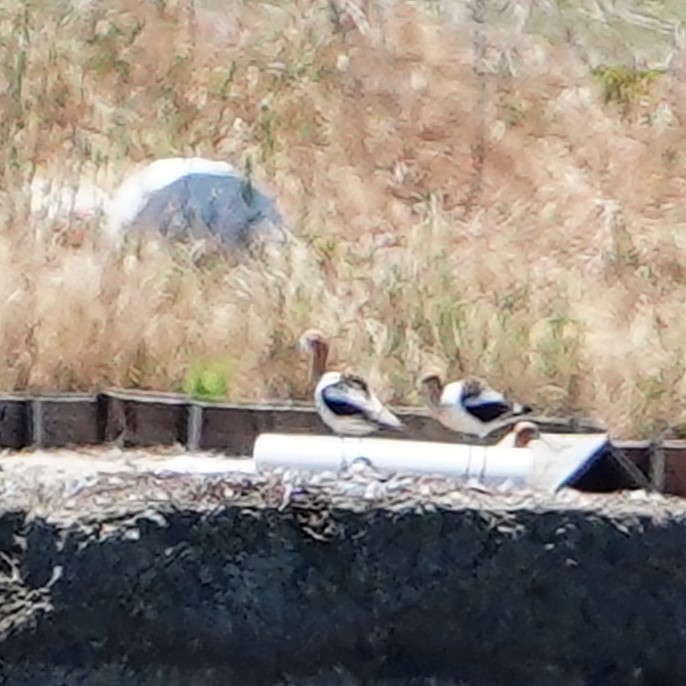 American Avocet - mang mike