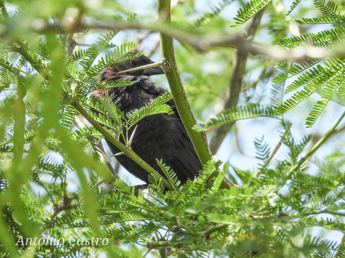 Brown-headed Cowbird - Juan Antonio Castro Peralta