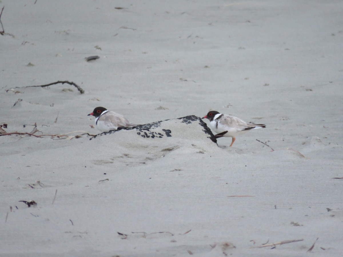 Hooded Plover - ML618805376