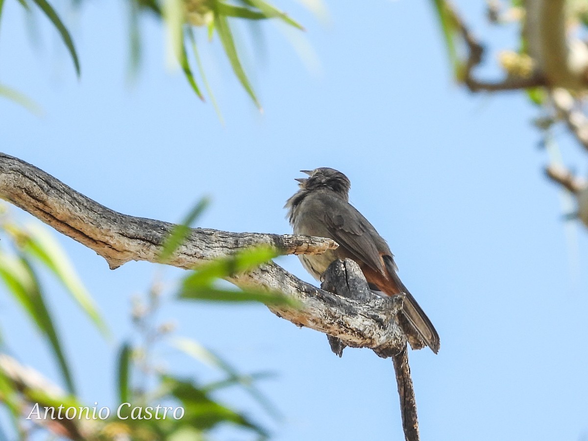 Canyon Towhee - Juan Antonio Castro Peralta