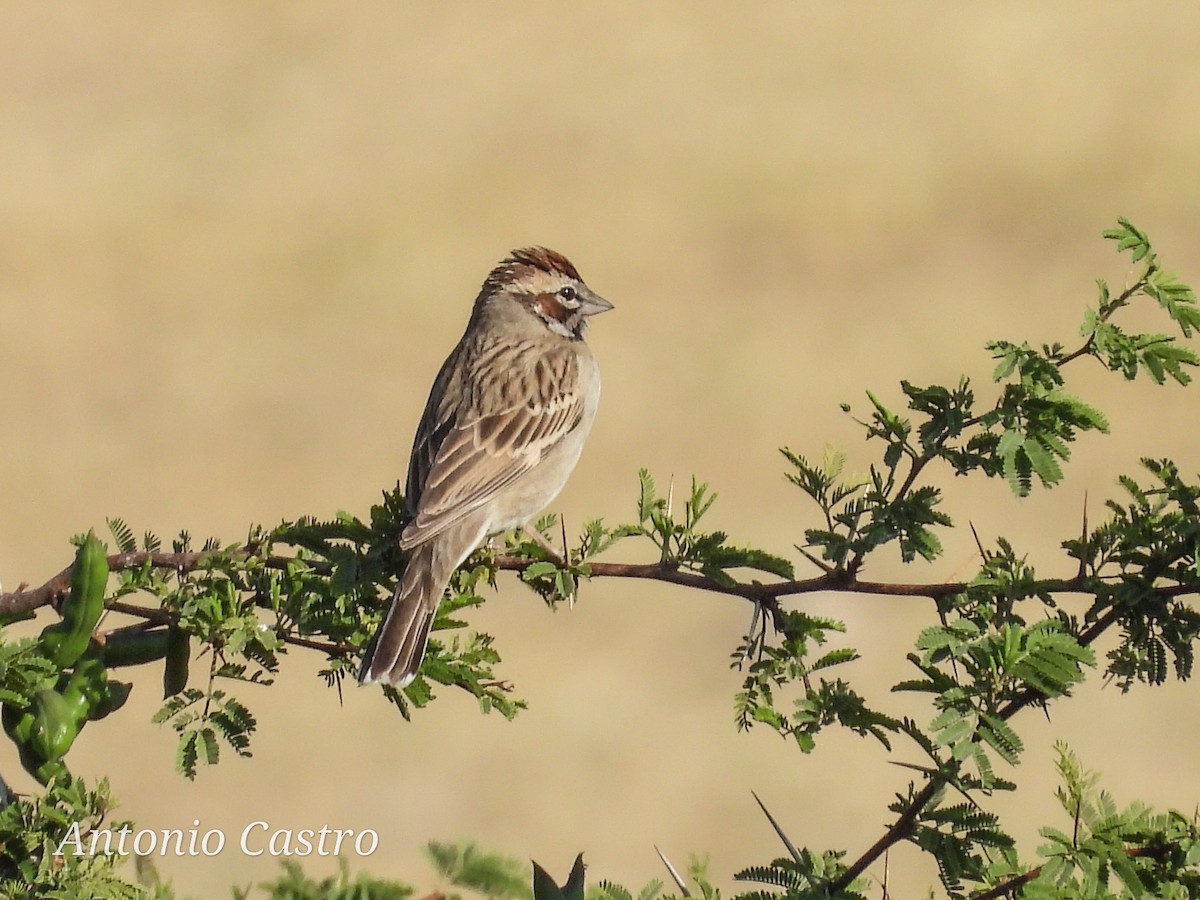 Lark Sparrow - Juan Antonio Castro Peralta