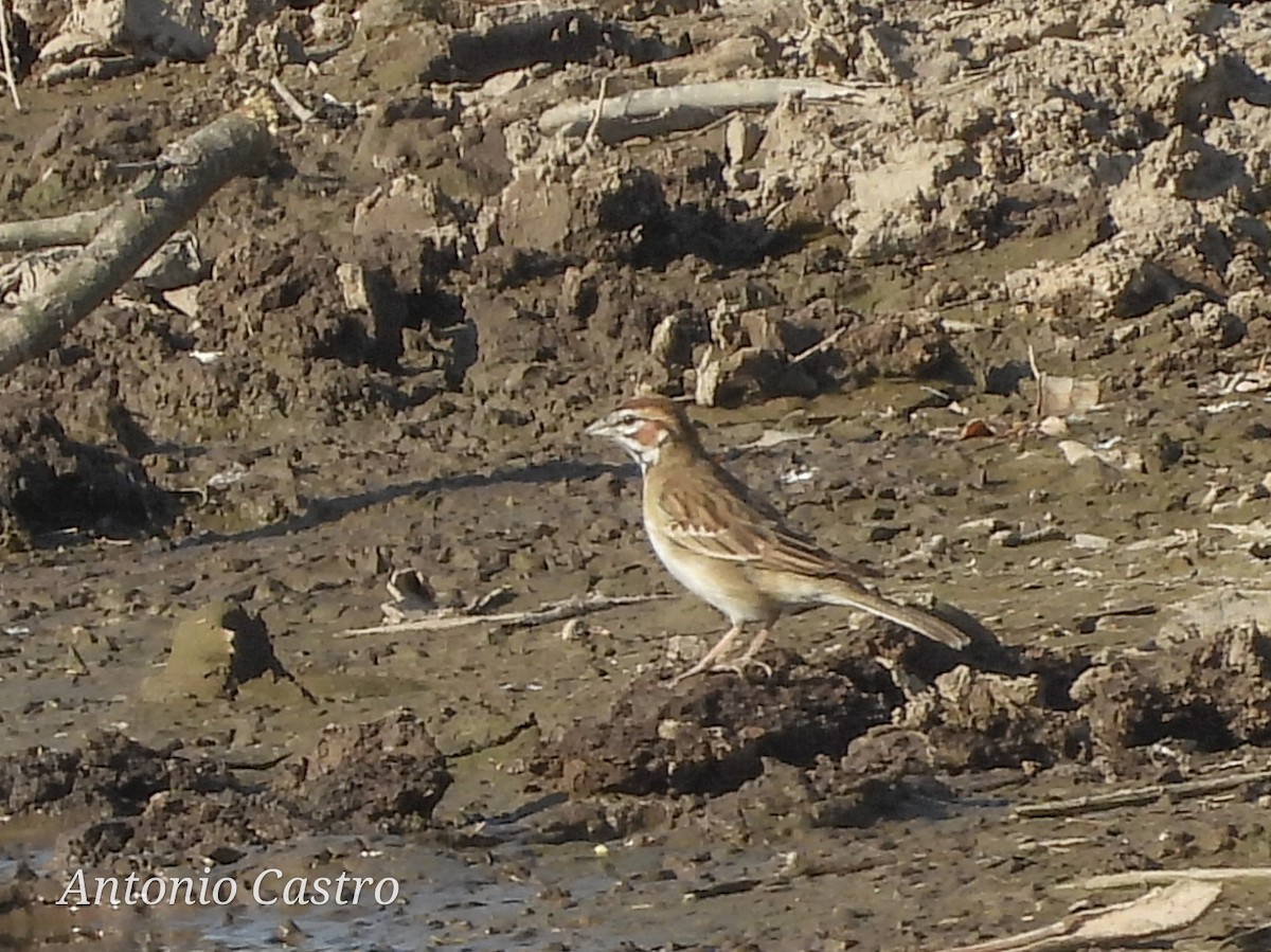 Lark Sparrow - Juan Antonio Castro Peralta