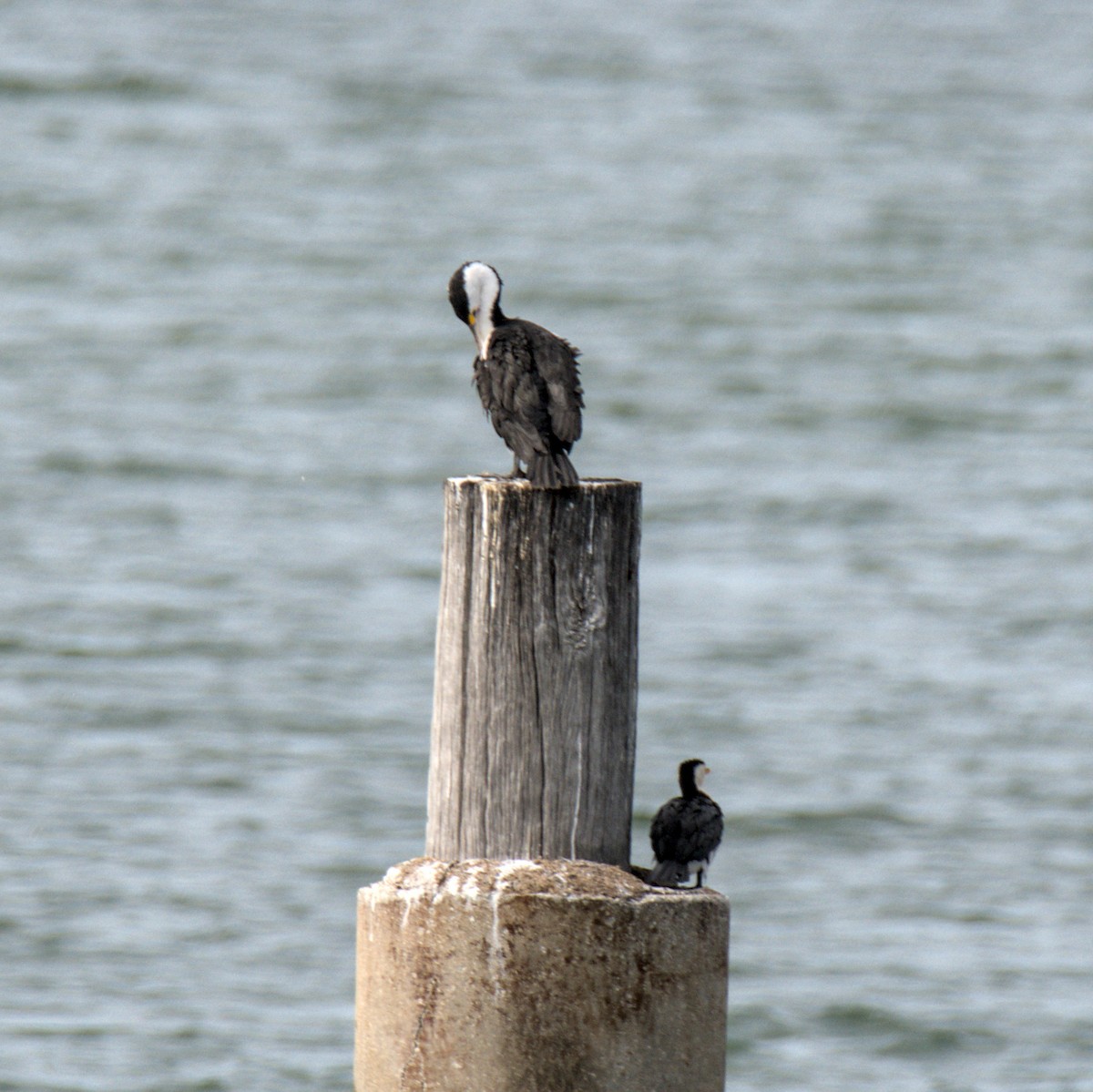 Pied Cormorant - Tyler Beutel