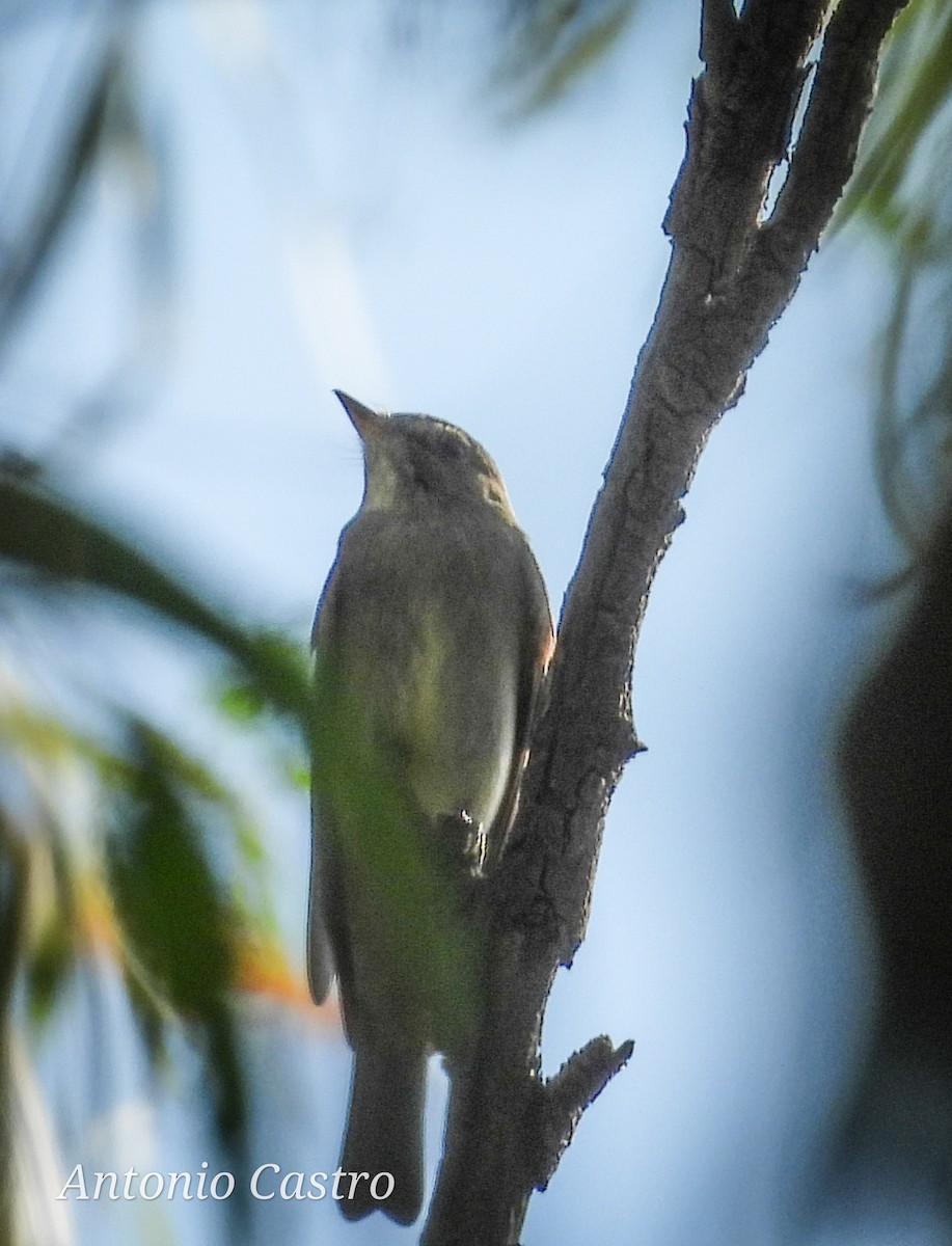 Western Wood-Pewee - Juan Antonio Castro Peralta