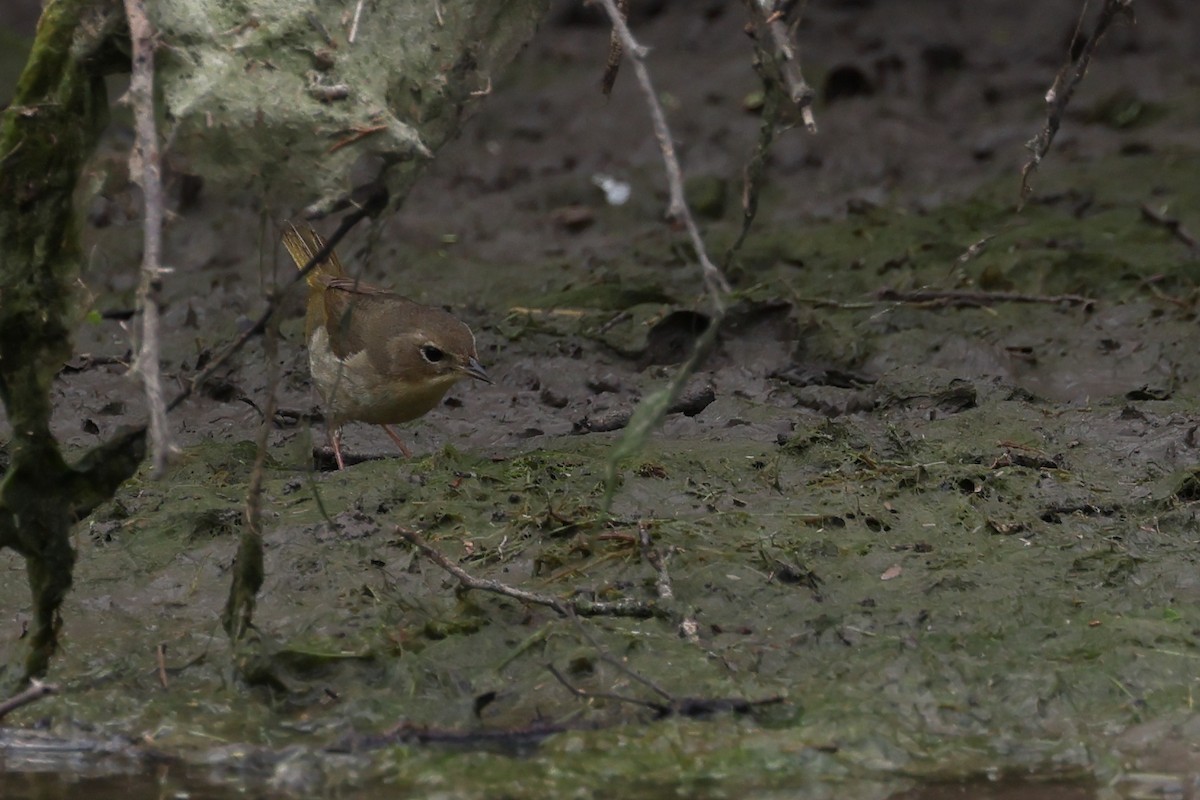 Common Yellowthroat - Fernanda Araujo