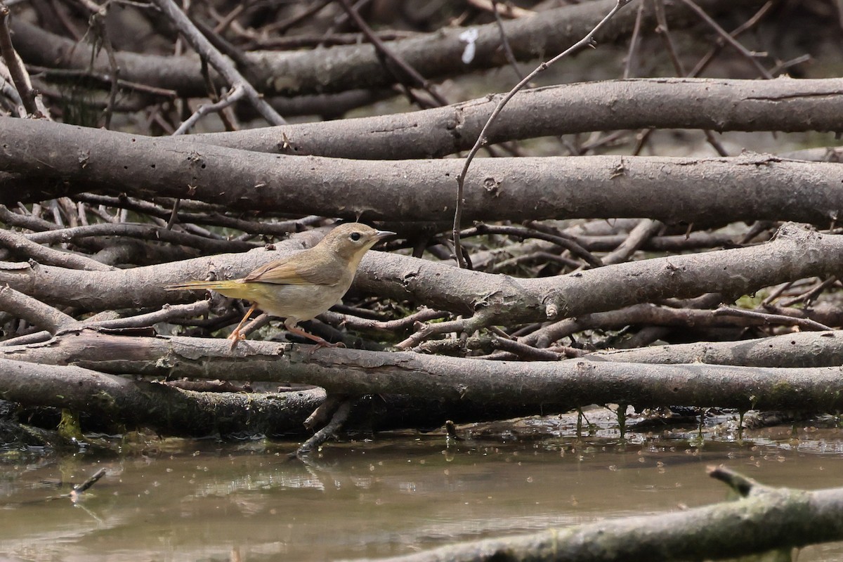 Common Yellowthroat - Fernanda Araujo