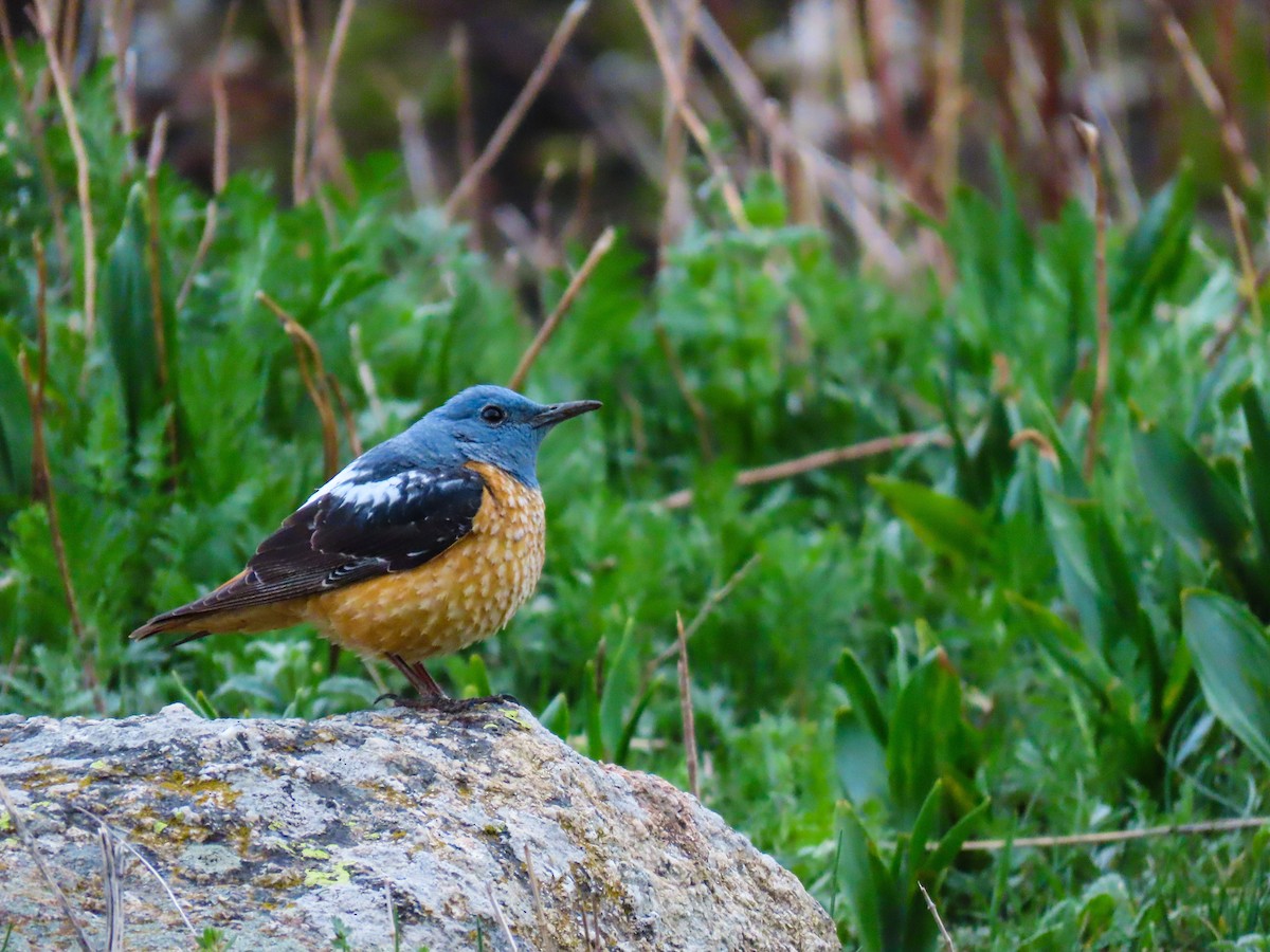 Rufous-tailed Rock-Thrush - ML618805420