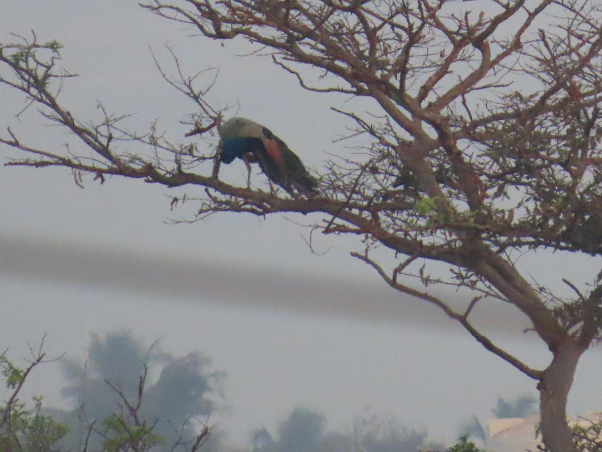 Indian Peafowl - Shilpa Gadgil