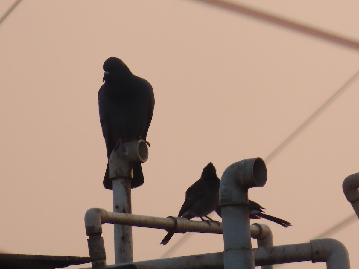 Rock Pigeon (Feral Pigeon) - Shilpa Gadgil