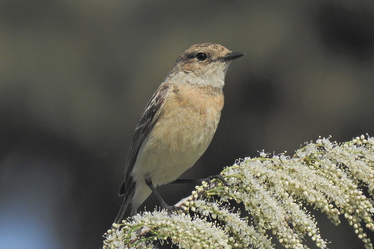 Siberian Stonechat - Victoria Sklyarenko