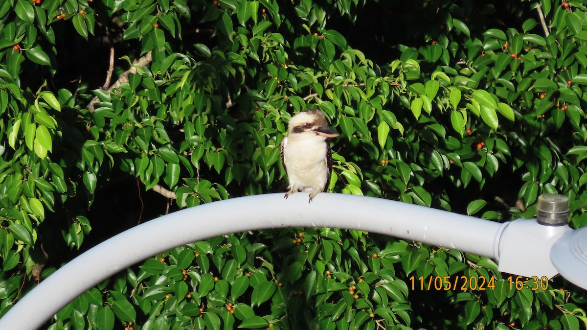 Laughing Kookaburra - Norton Gill