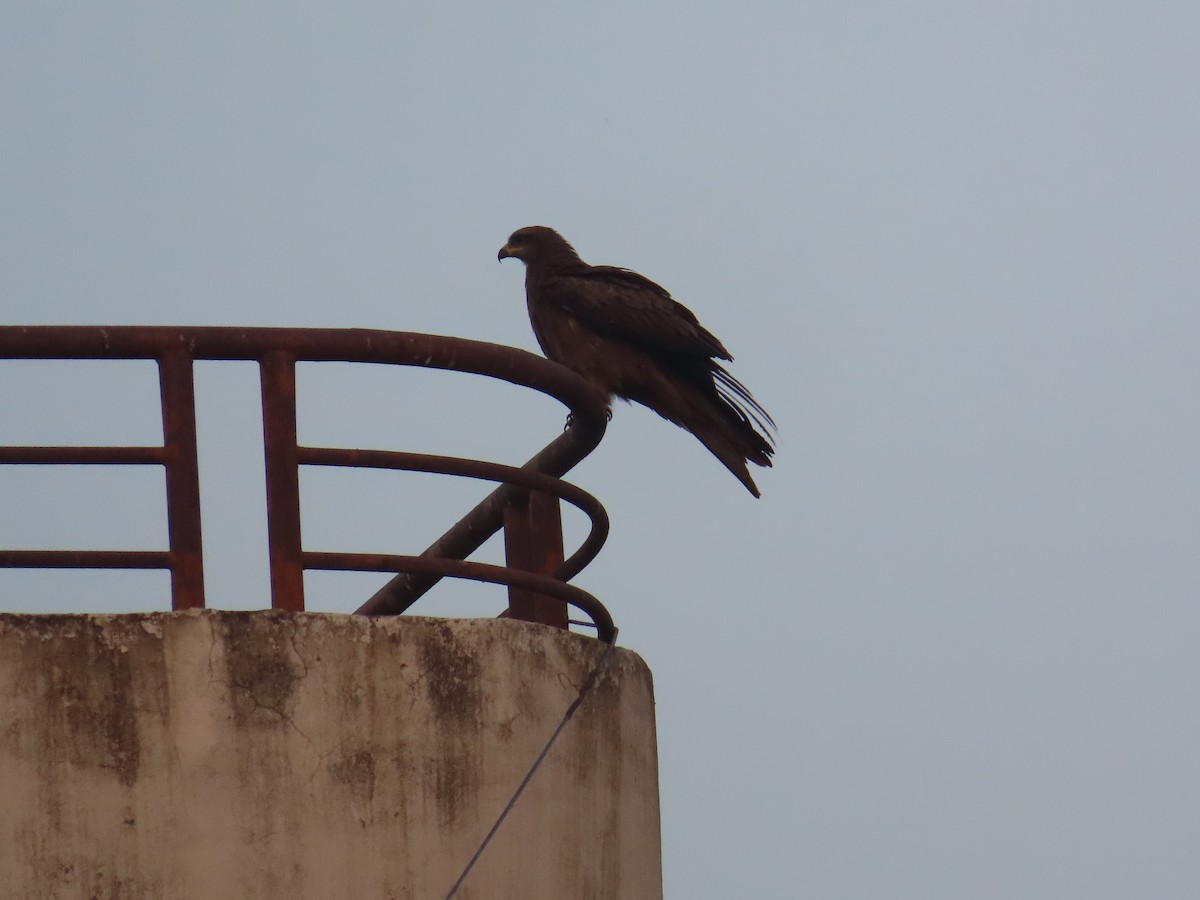 Brahminy Kite - Shilpa Gadgil