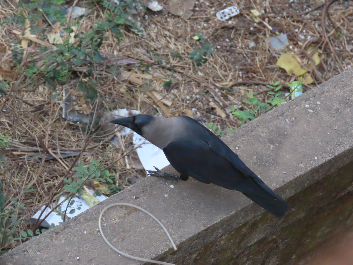 House Crow - Shilpa Gadgil