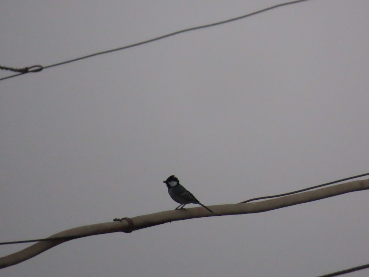 Cinereous Tit - Shilpa Gadgil