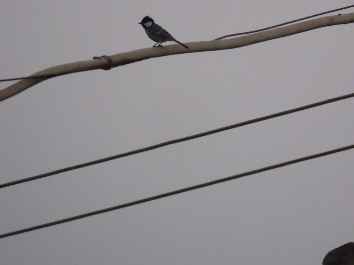 Cinereous Tit - Shilpa Gadgil