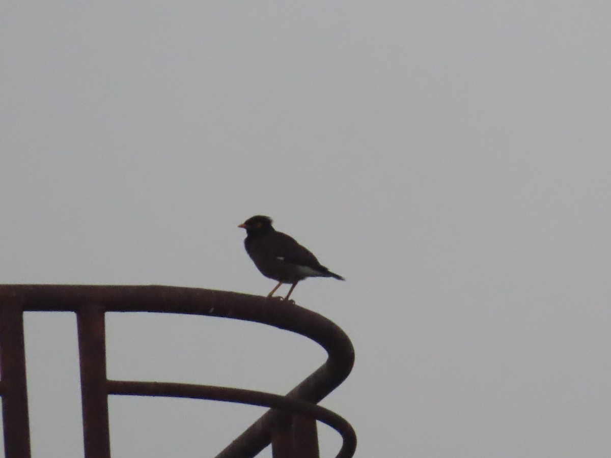 Common Myna - Shilpa Gadgil