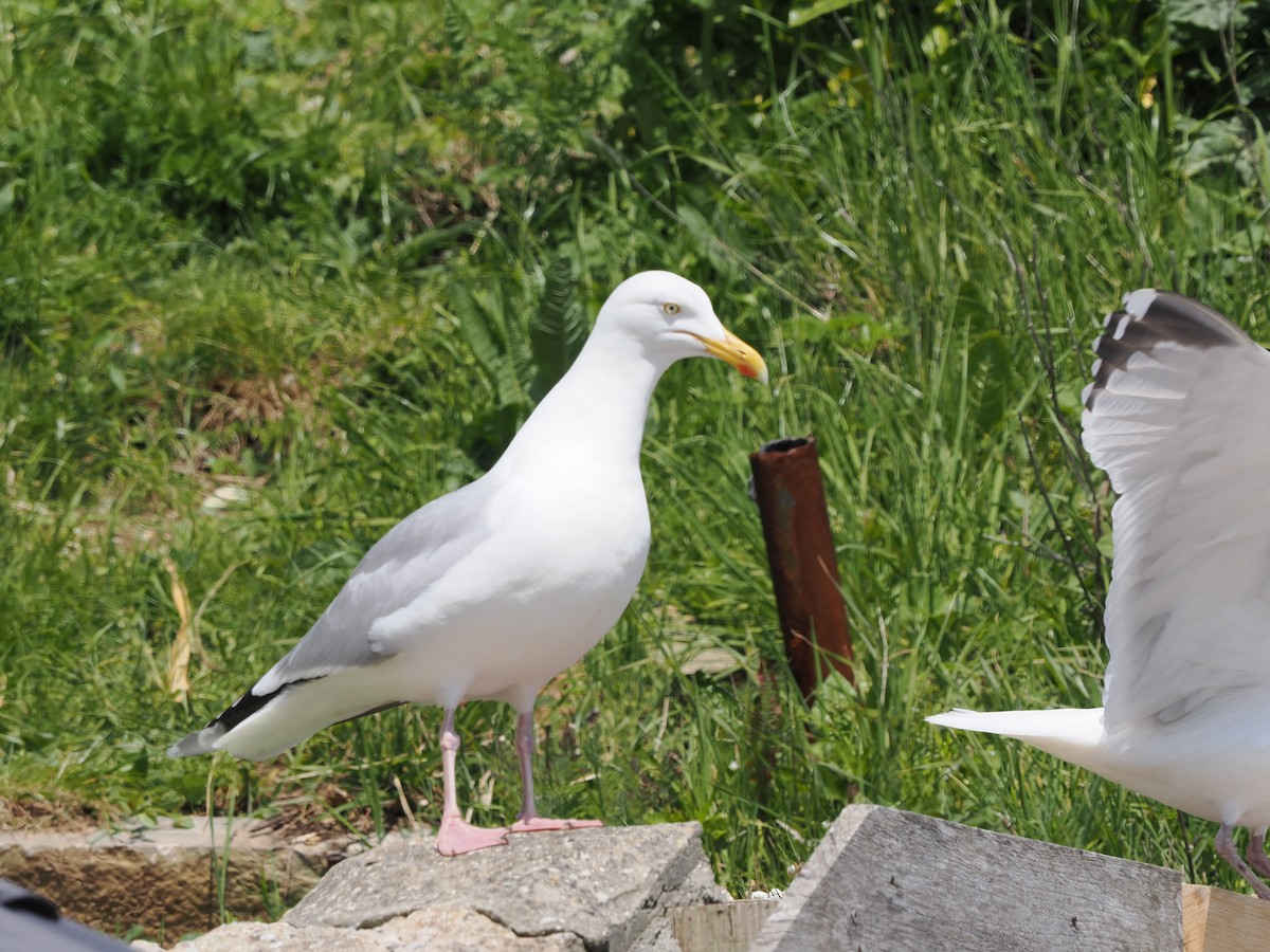 Herring Gull - ML618805476