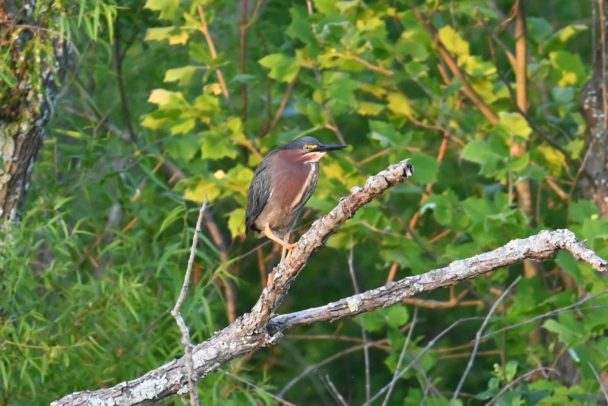 Green Heron - Skylar Carson-Reynolds