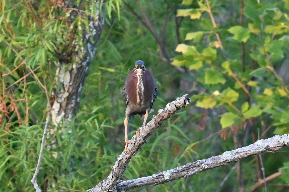 Green Heron - Skylar Carson-Reynolds