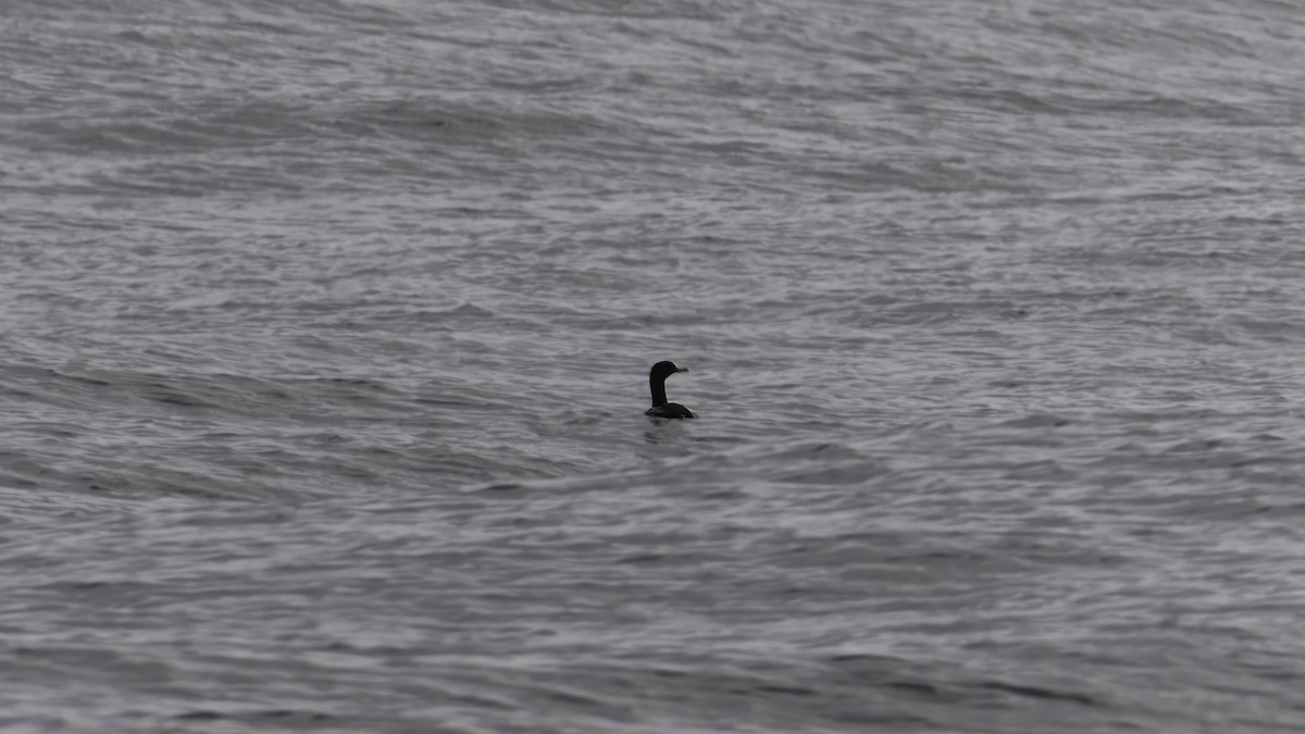 Stewart Island Shag (Foveaux) - ML618805501