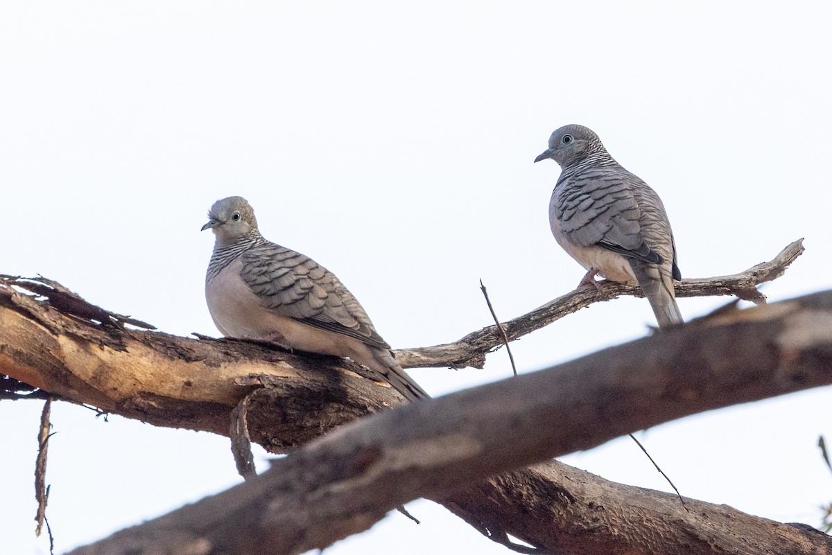 Peaceful Dove - Richard and Margaret Alcorn