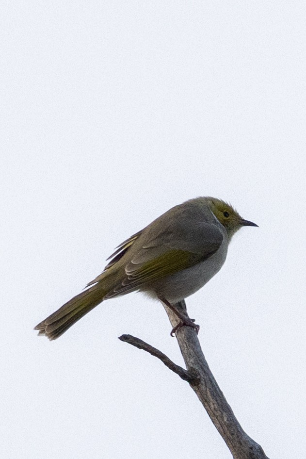 White-plumed Honeyeater - Richard and Margaret Alcorn