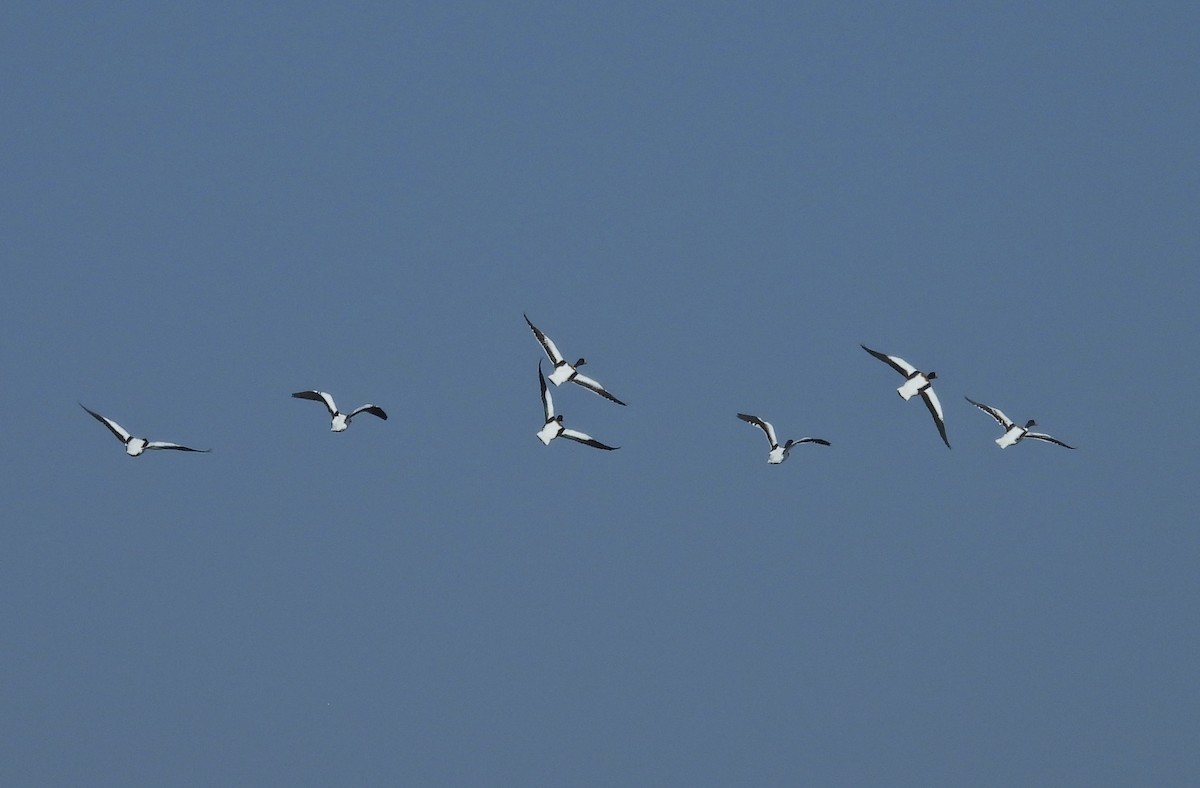 Common Shelduck - Erica Kawata