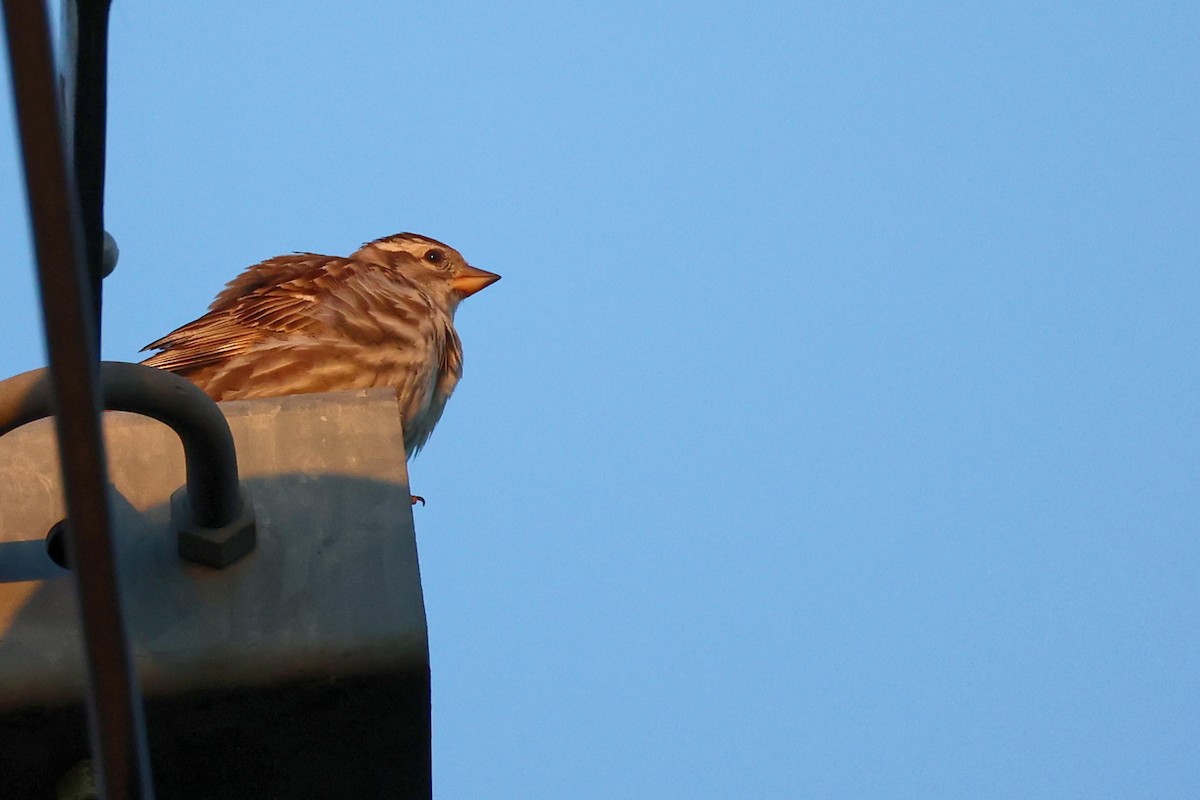 Rock Sparrow - Anonymous